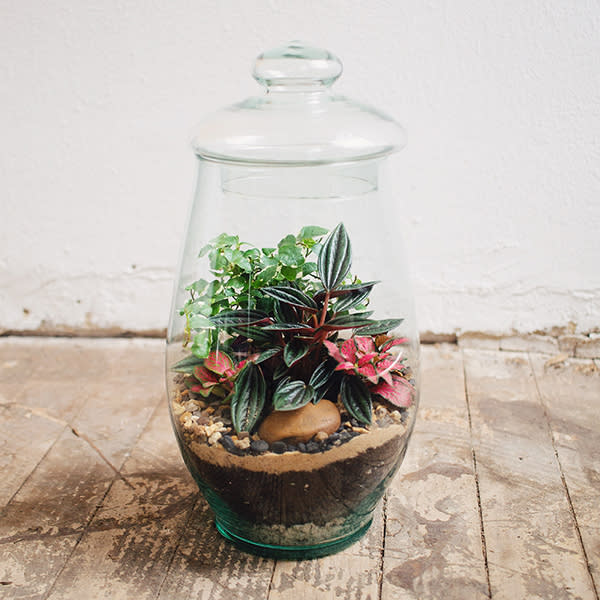 Terrario Cerrado Grande